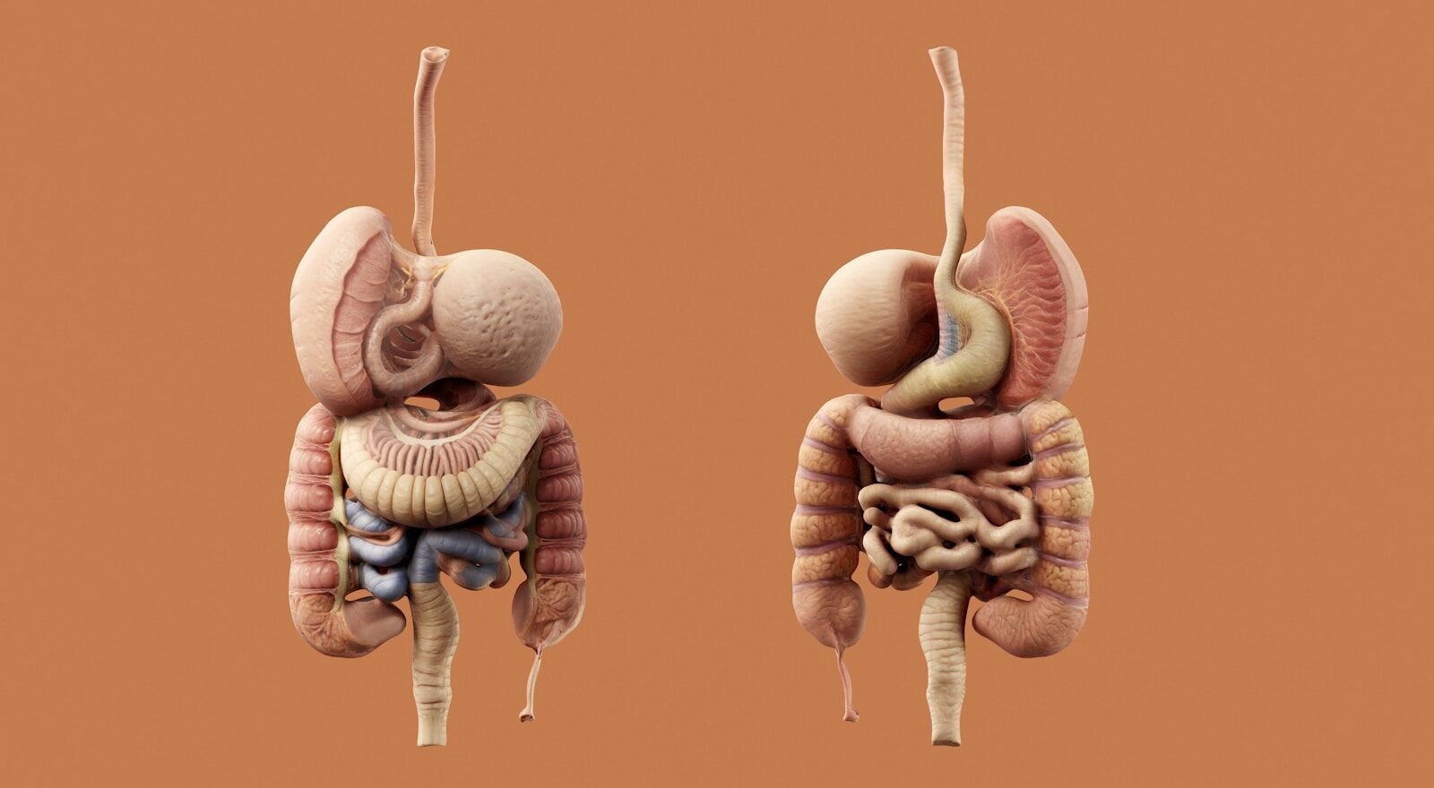 Diagrama do sistema digestivo humano ilustrando processos fundamentais para a saúde metabólica.