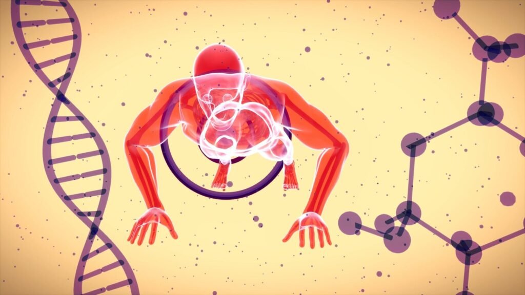 Uso de tadalafila como pré-treino: representação do sistema circulatório humano e vasodilatação